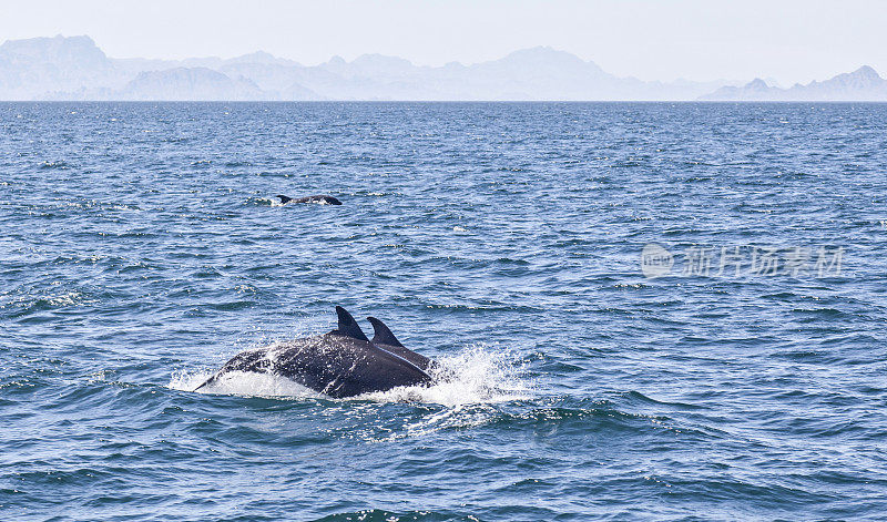 瓶鼻海豚(Tursiops truncatus)